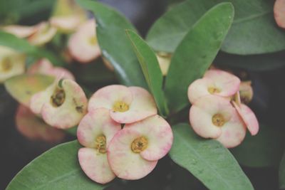 Close-up of pink flowering plant