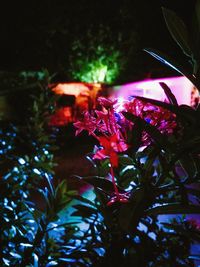 Close-up of plant growing at night