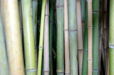 Full frame shot of bamboo