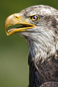 Close-up portrait of eagle