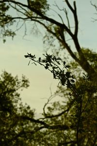 Low angle view of tree against sky