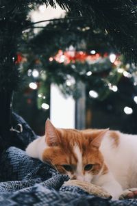 Cat on christmas tree