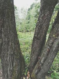 Close-up of tree trunk