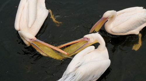 High angle view of swans swimming on lake