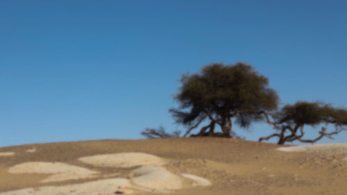 Trees on desert against clear blue sky