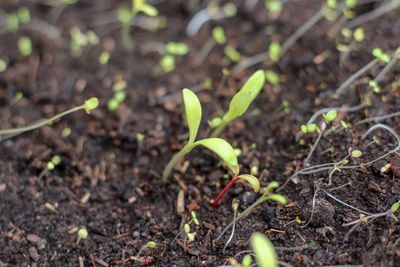 Close-up of plant growing on field