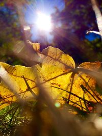 Sun shining through trees