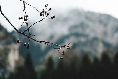 Close-up of berries growing on tree