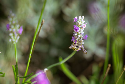 Close-up of purple flowering plant