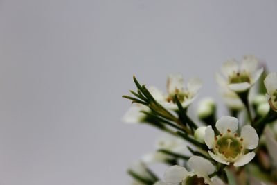 Close-up of flowers against blurred background