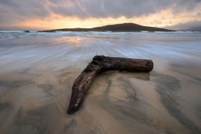 Driftwood on beach against sky during sunset