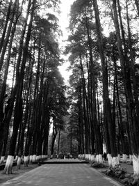 Road passing through forest