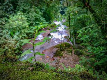 High angle view of trees and rocks in forest