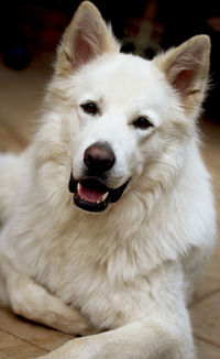 Close-up portrait of white dog