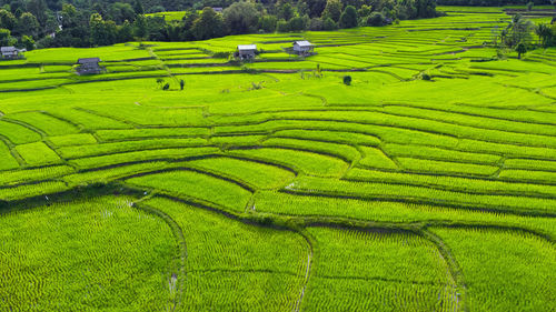 Scenic view of agricultural field