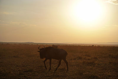 Horse in a field