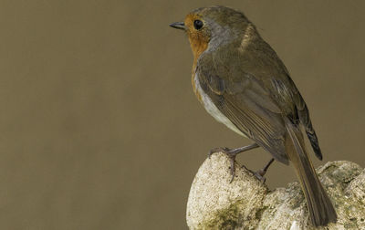 Close-up of bird perching on rock