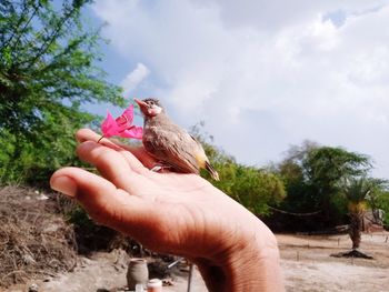 Hand holding a bird against the sky