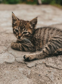 Close-up of cat