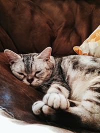 Cat sleeping on the brown leather couch 