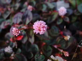 Close-up of pink flowering plant