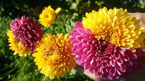 Close-up of yellow flowers blooming outdoors