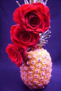 Close-up of red rose over black background