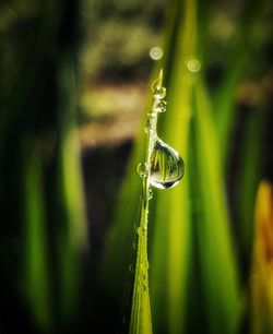 Close-up of water drop on grass
