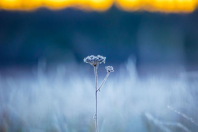 Gilded frost. autumn's captive bloom embraces the sunrise. northern europe during autumn.