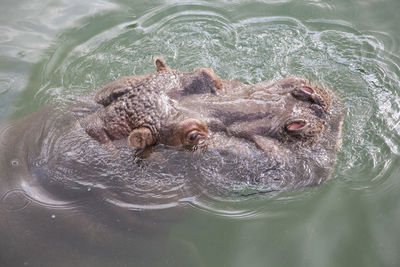 High angle view of a hippo in water 