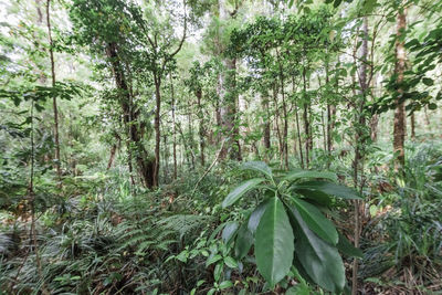 View of trees in forest