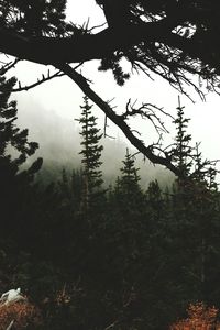 Low angle view of trees against sky