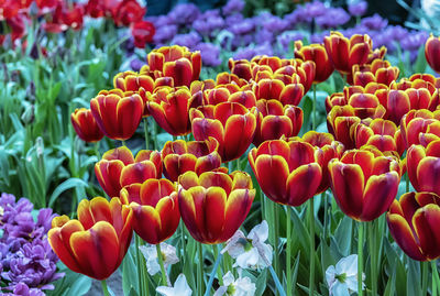 Close-up of red tulips in field