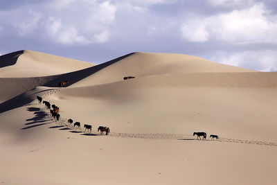Horses on sand dune in desert against sky