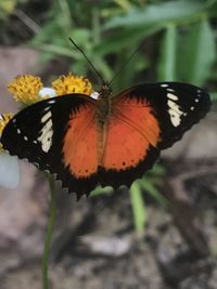 Close-up of butterfly pollinating on flower