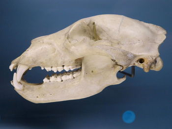 Close-up of bear skull