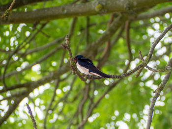 Low angle view of bird perching on branch