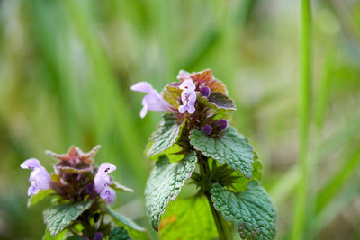 Close-up of purple flowering plant