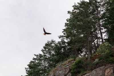 Low angle view of bird flying in the sky