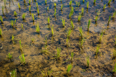 High angle view of grass on field