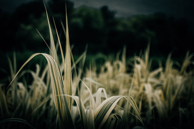 Close-up of wheat growing in field