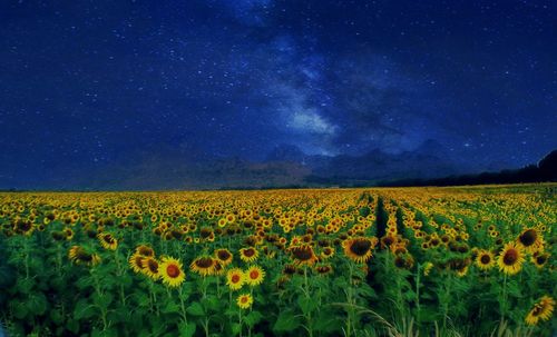 Scenic view of oilseed rape field against sky