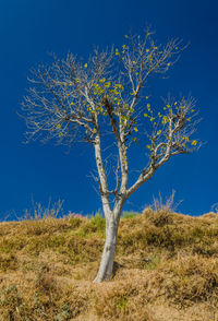 Tree on field against clear blue sky