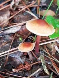 Close-up of fly agaric mushroom