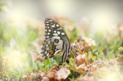 Close-up of butterfly on flower