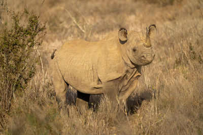 Black rhino