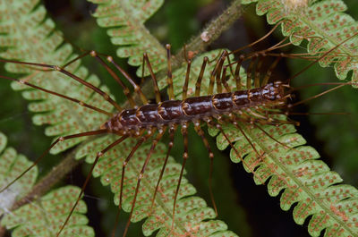 Close-up of insect on leaf