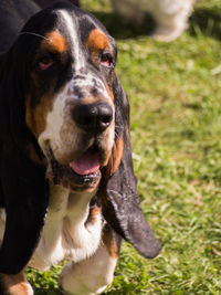 Close-up portrait of dog on field