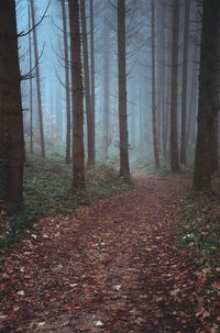 Trees in forest during autumn