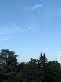 Low angle view of bird flying in sky